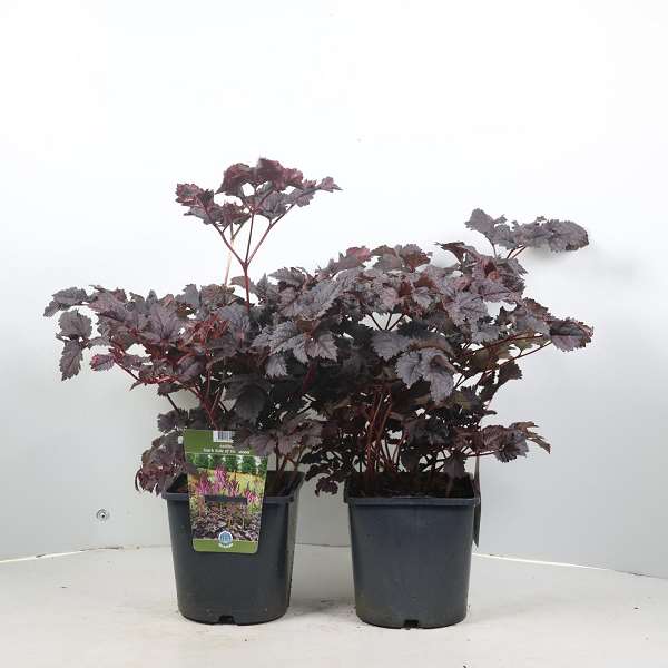 Picture of Astilbe chinensis dark side of the moon