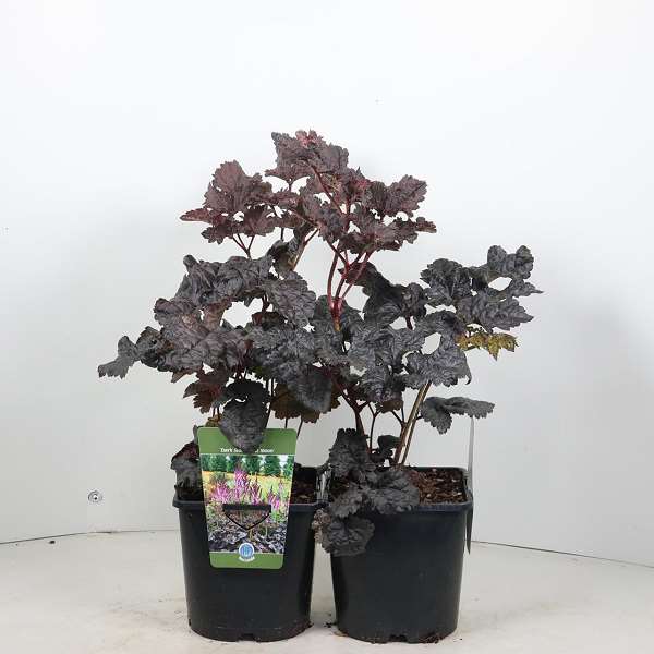 Picture of Astilbe chinensis dark side of the moon