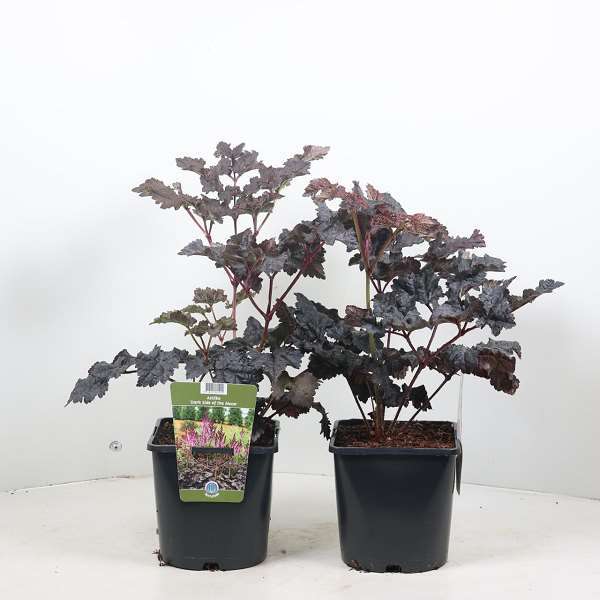 Picture of ASTILBE CHINENSIS DARK SIDE OF THE MOON