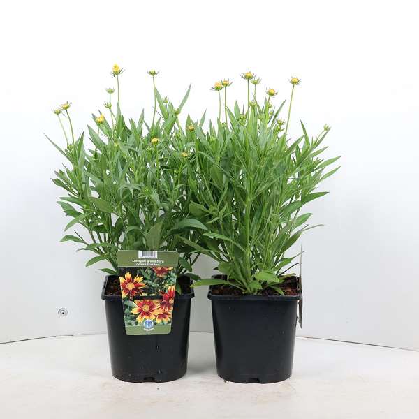 Picture of COREOPSIS GRANDIFLORA GOLDEN STARDUST