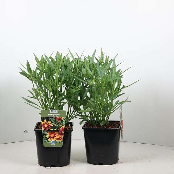 Picture of Coreopsis grandiflora golden stardust