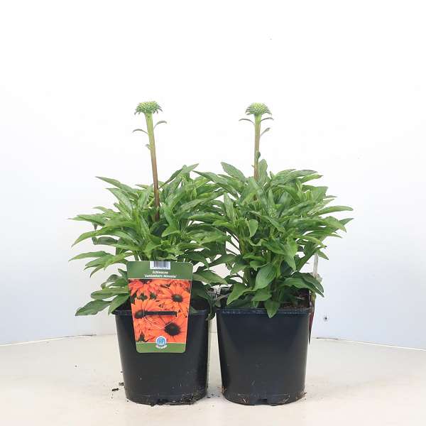 Picture of Echinacea purpurea sunseekers mineola