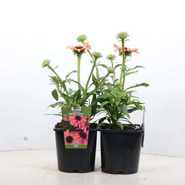 Picture of ECHINACEA PURPUREA SUNSEEKERS RAINBOW