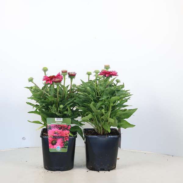 Picture of Echinacea purpurea sunseekers sweet fuchsia