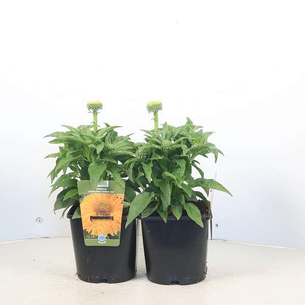 Picture of Echinacea purpurea sunseekers golden sun
