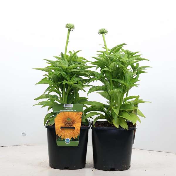 Picture of ECHINACEA PURPUREA SUNSEEKERS GOLDEN SUN