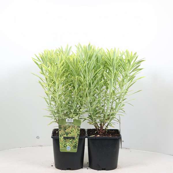 Picture of EUPHORBIA ASCOT RAINBOW