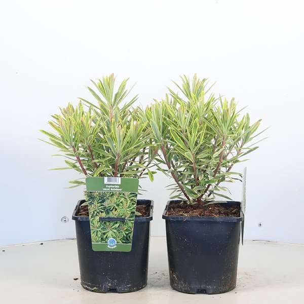 Picture of Euphorbia ascot rainbow
