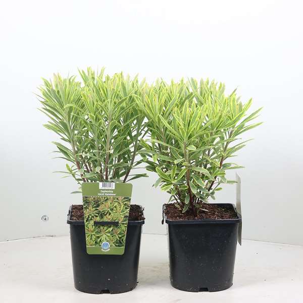Picture of EUPHORBIA ASCOT RAINBOW