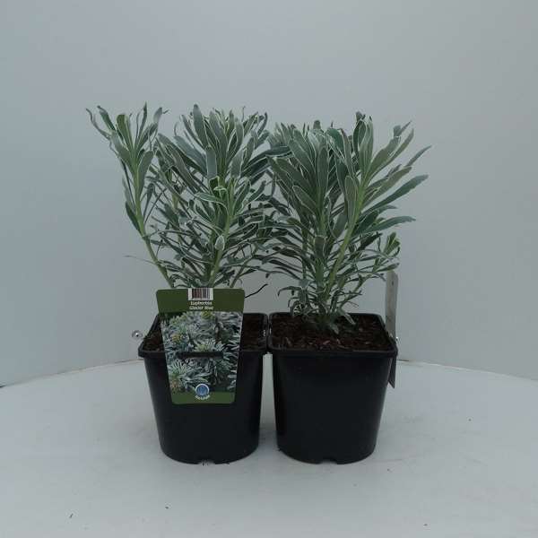 Picture of EUPHORBIA GLACIER BLUE