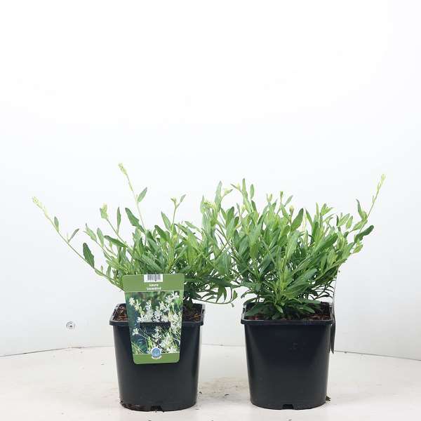 Picture of GAURA LINDHEIMERI SNOWBIRD