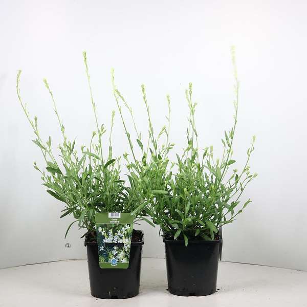 Picture of Gaura lindheimeri snowbird