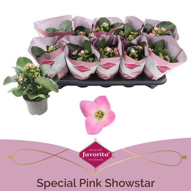 Picture of Kalanchoe favorita special pink showstar