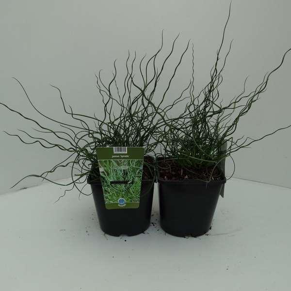 Picture of JUNCUS EFFUSUS SPIRALIS