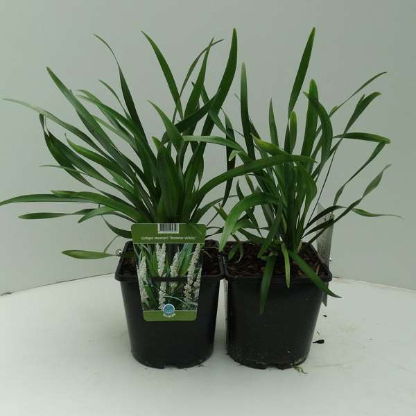 Picture of LIRIOPE MUSCARI MONROE WHITE