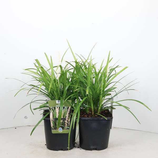 Picture of Liriope muscari monroe white