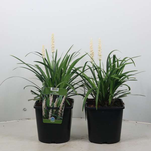 Picture of LIRIOPE MUSCARI MONROE WHITE