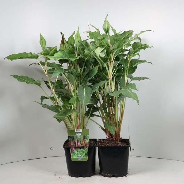 Picture of Persicaria amplexicaulis blackfield