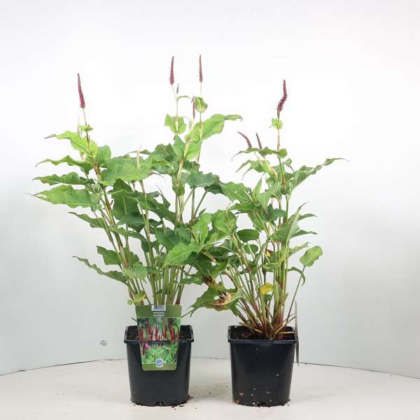 Picture of PERSICARIA AMPLEXICAULIS BLACKFIELD