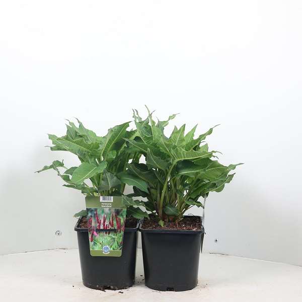 Picture of PERSICARIA AMPLEXICAULIS BLACKFIELD