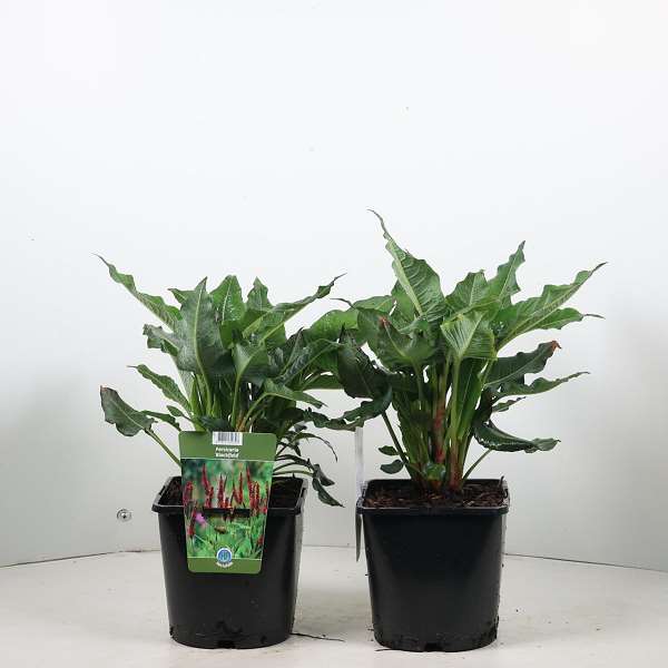 Picture of Persicaria amplexicaulis blackfield