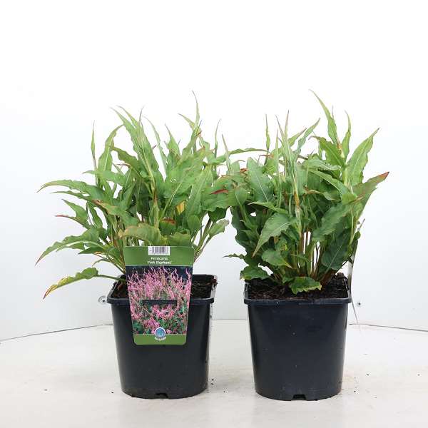 Picture of PERSICARIA AMPLEXICAULIS PINK ELEPHANT