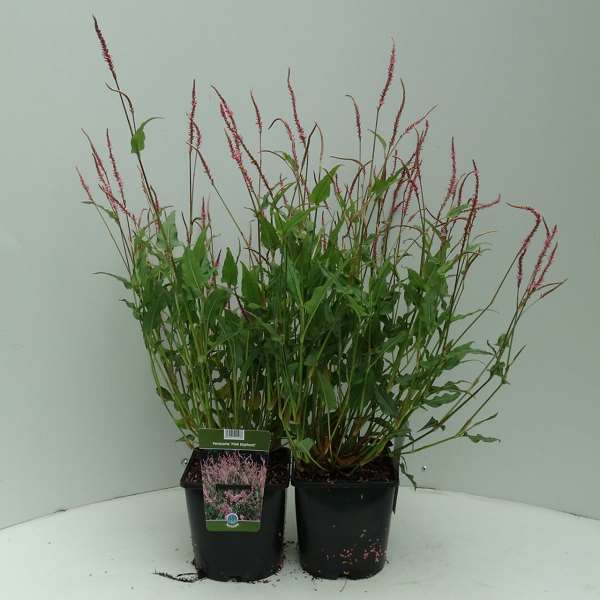 Picture of PERSICARIA AMPLEXICAULIS PINK ELEPHANT