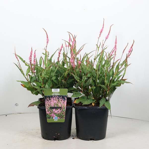 Picture of Persicaria amplexicaulis pink elephant