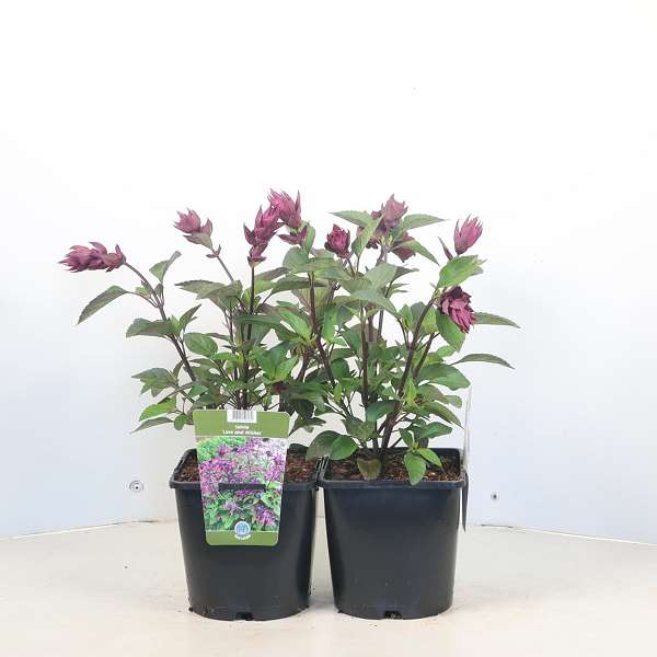 Picture of Salvia love and wishes