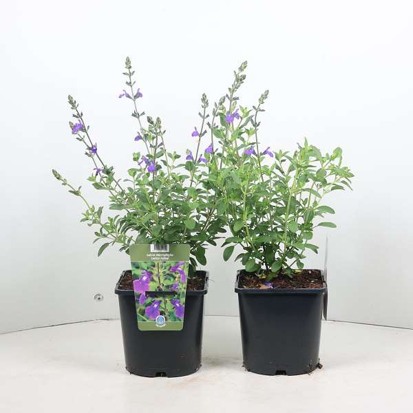 Picture of SALVIA MICROPHYLLA DELICE FELINE