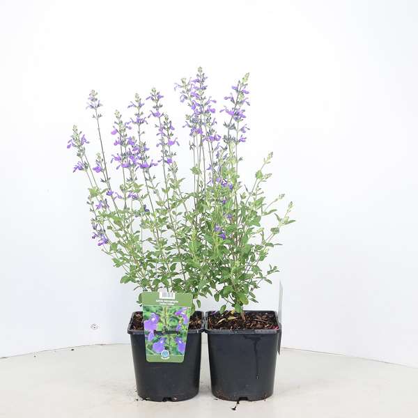 Picture of Salvia microphylla delice feline