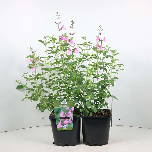 Picture of Salvia microphylla delice roselilac