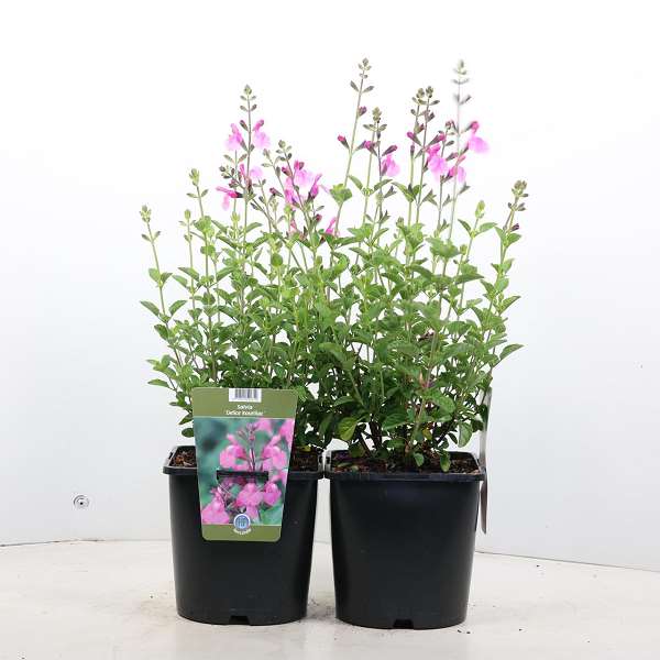 Picture of SALVIA MICROPHYLLA DELICE ROSELILAC