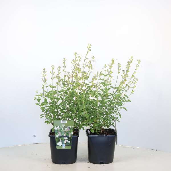 Picture of Salvia microphylla gletsjer