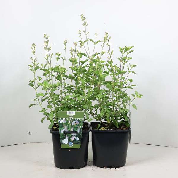Picture of Salvia microphylla gletsjer