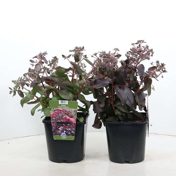 Picture of SEDUM TELEPHIUM PURPLE EMPEROR