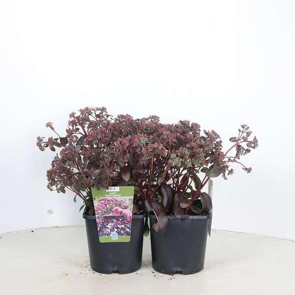 Picture of Sedum telephium purple emperor