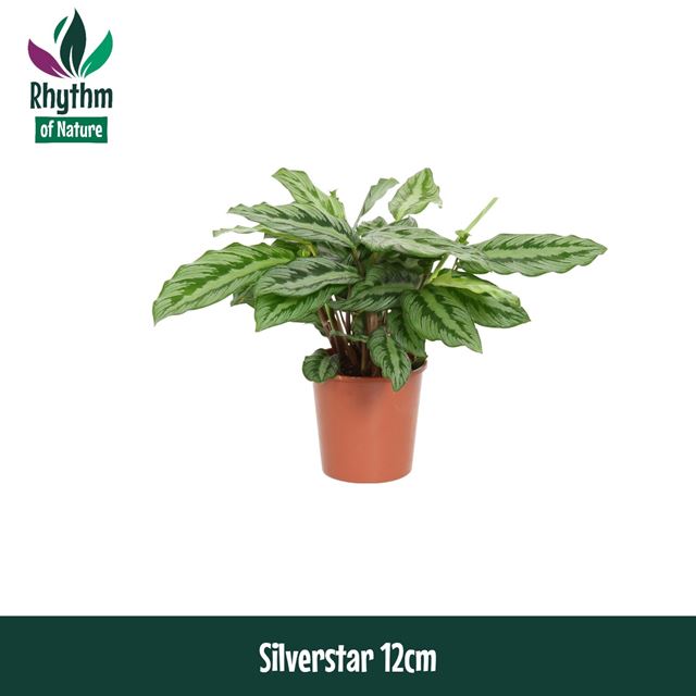 Picture of Calathea silverstar