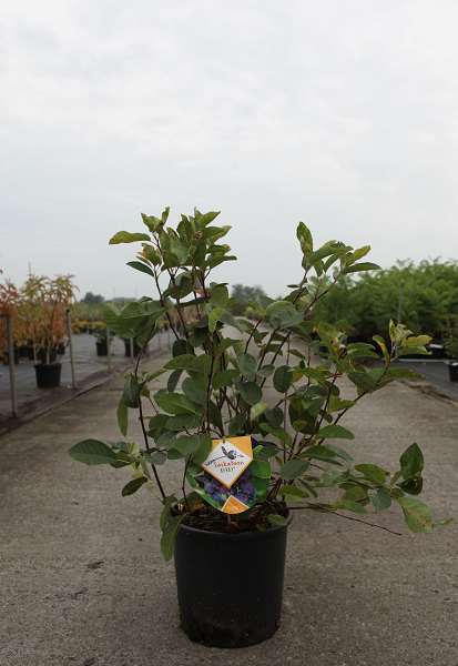 Picture of AMELANCHIER 'SASKATOON® BERRY'