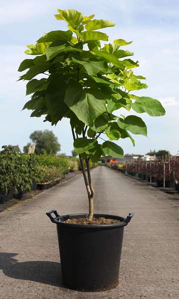 Picture of CATALPA BIGNONIOIDES 'AUREA'