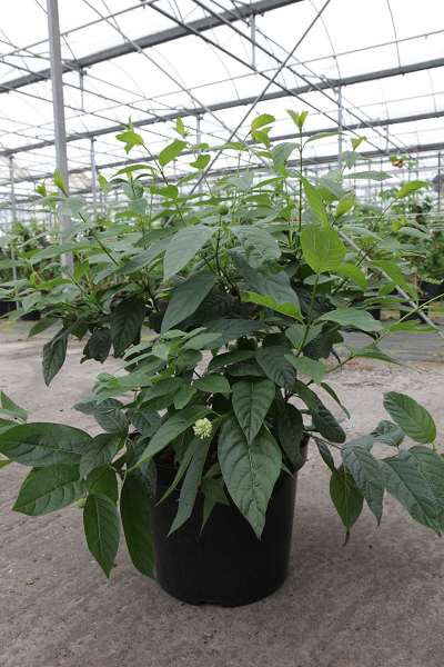 Picture of CEPHALANTHUS OCCIDENTALIS 'SUGAR SHACK®' PROVEN WI