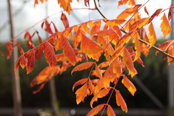 Picture of KOELREUTERIA PANICULATA