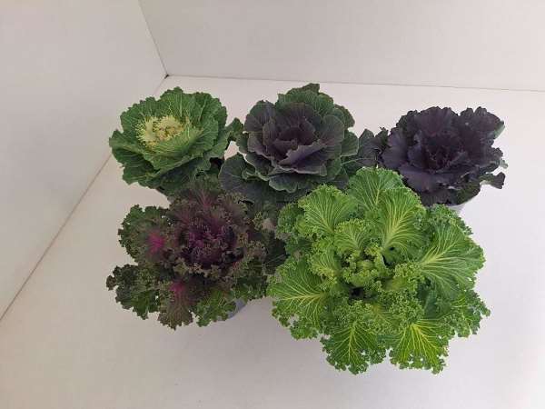 Picture of BRASSICA OLERACEA MIX