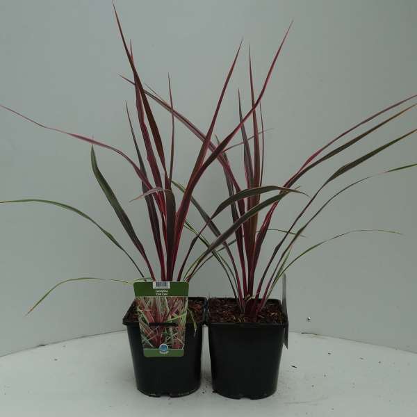 Picture of CORDYLINE AUSTRALIS CAN CAN