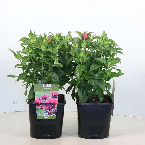 Picture of Monarda cranberry lace