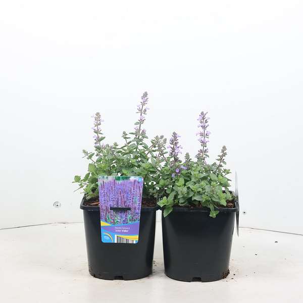 Picture of NEPETA FAASSENII JUNIOR WALKER