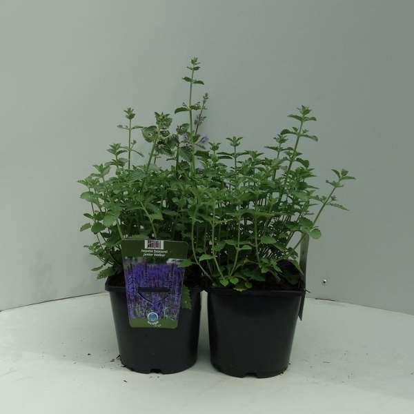 Picture of NEPETA FAASSENII JUNIOR WALKER