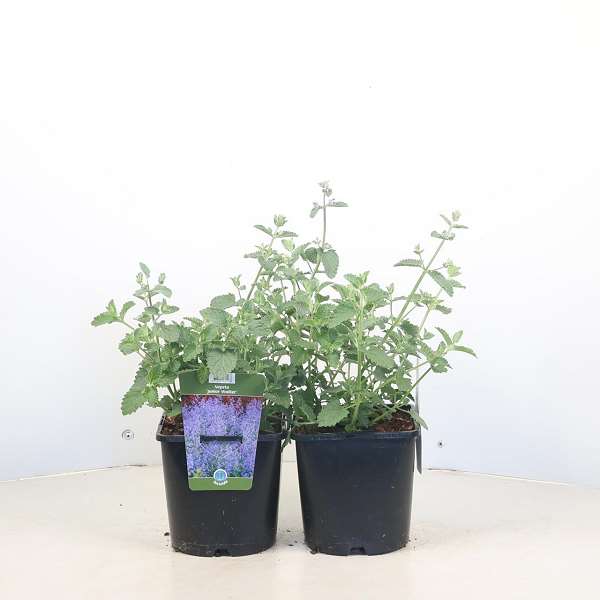 Picture of Nepeta faassenii junior walker