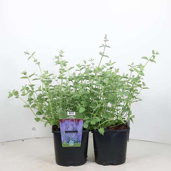 Picture of Nepeta faassenii junior walker