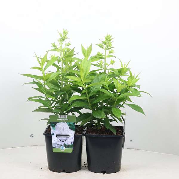 Picture of PHLOX PANICULATA DAVID